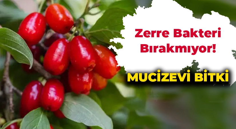 Kızılcık Suyu Faydaları: İdrar Yolu Enfeksiyonundan Kalp Sağlığına Kadar Şifa Deposu!